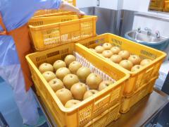 Image Delivery of pears