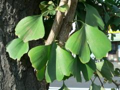 ginkgo images