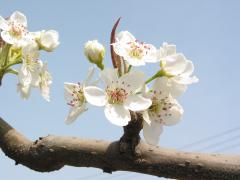 pear flower images