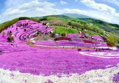 Image of moss phlox in Ozora town