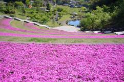 moss phlox images