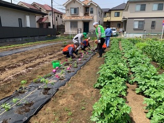 Planting seedlings