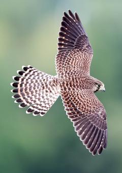 image fluttering kestrel