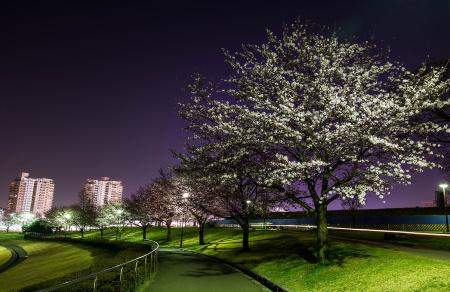 Image Cherry blossoms in Wakabadai Park