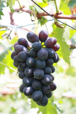 image grape