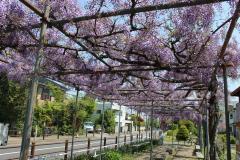 Foto: Pérgola de glicinas