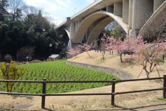 Foto: Puente Kamiyato y Parque de Agua Kamiyato