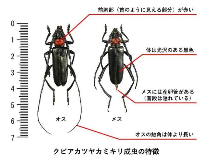 Características del escarabajo de la corteza de la madera de la cabeza roja