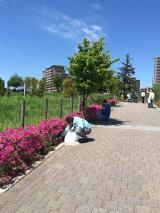 Foto: Proceso de limpieza de basura