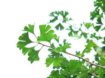 Foto: Árbol de la ciudad "Ginkgo"