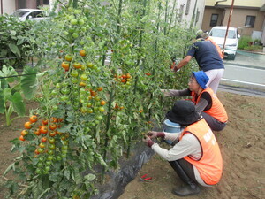 Foto: Mini tomate