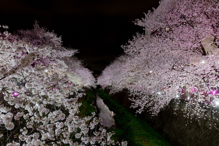 Vista de los cerezos en flor nocturnos del Río Misawa