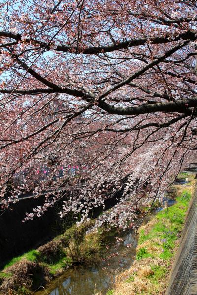 Imagen 8 minutos en flor en el río Misawa