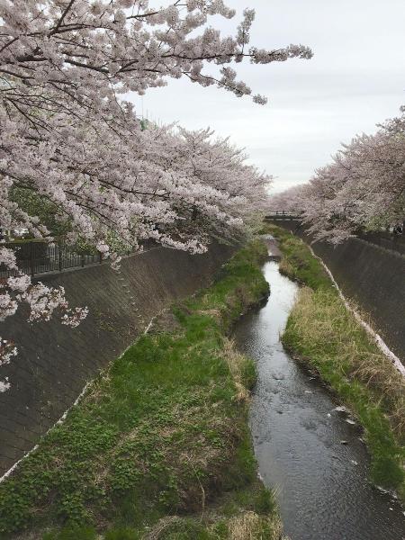 Imagen Río Misawa y flores de cerezo