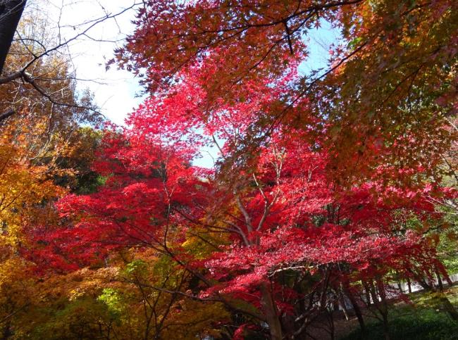 imagen hojas de otoño 1