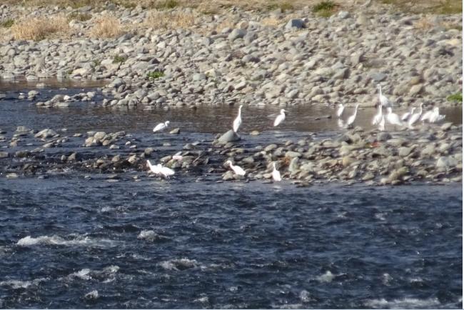 Imagen Grupo de garcetas blancas en el río Tama