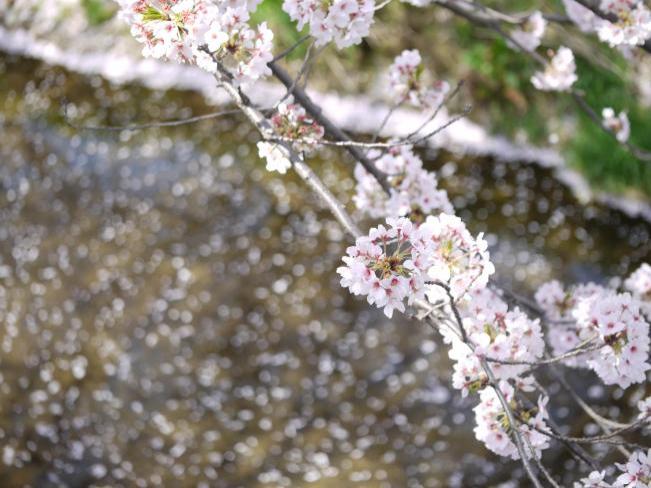 Pétalos de flores cayendo sobre la superficie del río (actualizado el 4 de abril de 2018)