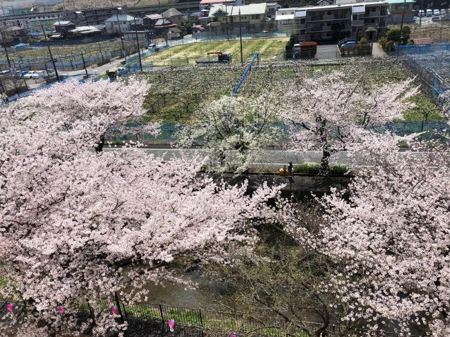 "Alfombra" de flores de cerezo y flores de peral (actualizado el 10 de abril de 2018)
