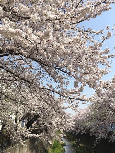 Flores de cerezo en plena floración (actualización del 10 de abril de 2018)