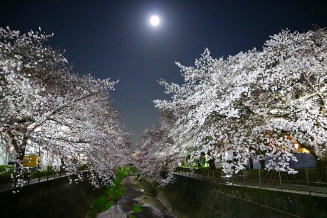 Luna llena y flores de cerezo nocturnas (actualización del 10 de abril de 2018)
