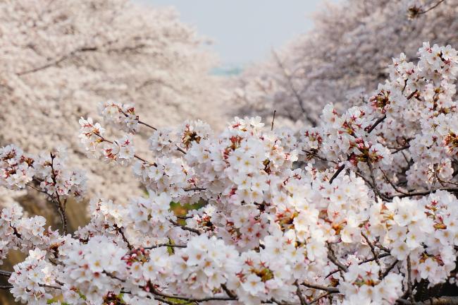 Flores de cerezo, flores de cerezo, flores de cerezo (actualizado el 11 de abril de 2018)