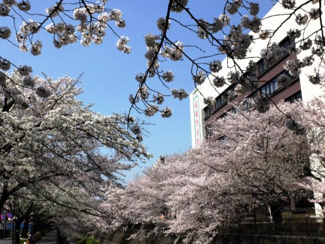 Banquete de flores - Río Misawa (actualización del 16 de abril de 2018)