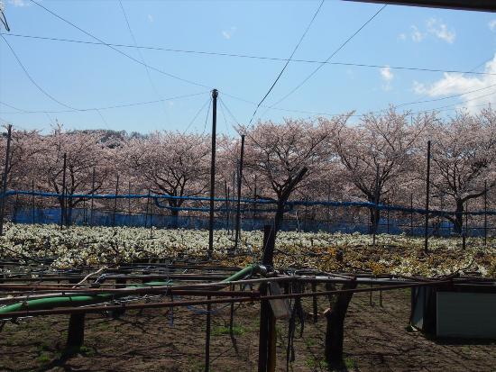 Imagen Pera Inagi y flores de cerezo