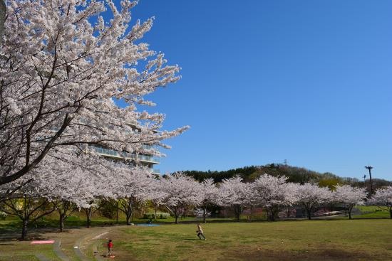 Imagen: Flores de cerezo en el parque Wakabadai