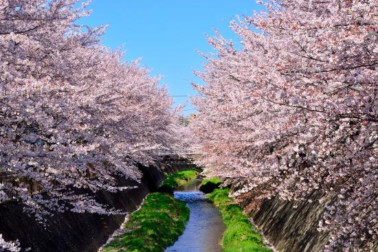 Imagen Flores de cerezo en plena floración y río Misawa