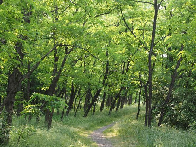 Imagen Verde fresco del bosque de acacias 1