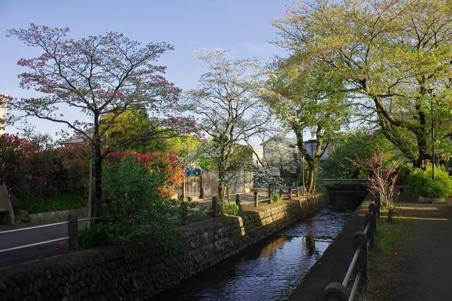 Imagen Daimaru cornejo de agua