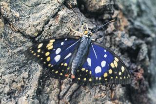 mariposa nacional gigante morada