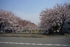 Foto de flores de cerezo en el río Misawa