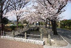 Foto de flores de cerezo a lo largo del canal Daimaru