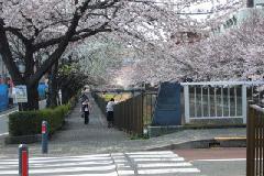 Foto de flores de cerezo en el río Misawa