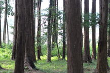 Plaza para bañarse en el bosque (foto)