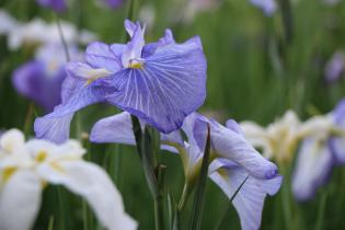 Imagen Iris japonés