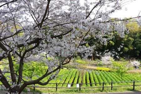 Imagen: Flores de cerezo en el parque Kamiyato Shinsui