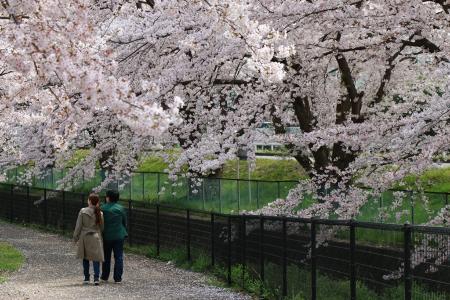 Imagen: Flores de cerezo en el parque Kita Ryokuchi