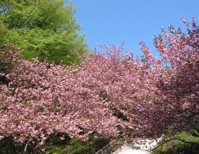 이미지 중앙 공원의 야에 벚꽃
