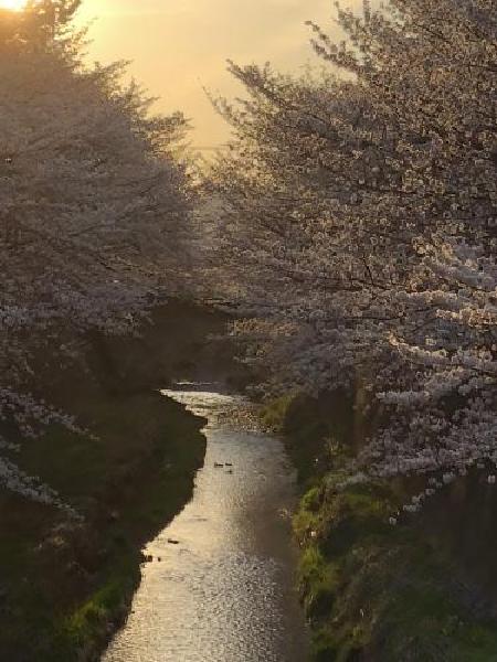 미사와가와의 벚꽃(2018년 4월 10일 갱신)