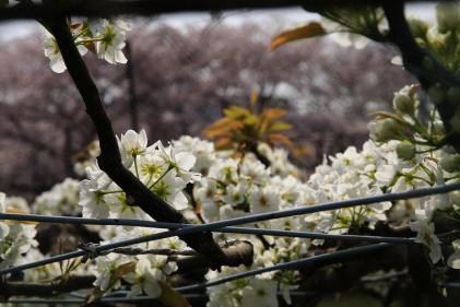 이미지 배와 벚꽃 봄 경연