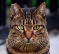 이미지 귀 끝을 부표의 모양으로 자른 고양이의 사진