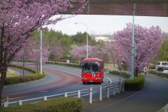 Foto: Sakura do sol ao longo da estrada Oine Mankansen