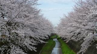 Foto: Árvores de rua (Sakura)