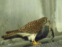 Foto: Falcão-peregrino se alimentando