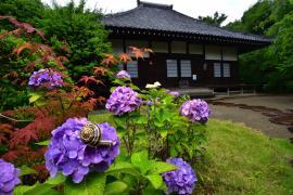 Foto: Trabalho Notável "Hortênsia Florescendo no Templo Myōkaku"