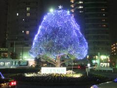 Imagem: Árvore de cânfora na rotatória do lado sul da Estação Inagi