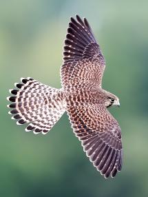 Foto pássaro da cidade "Kestrel"