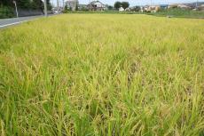 imagem campo de arroz